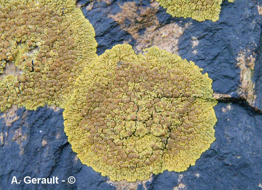 Caloplaca thallincola